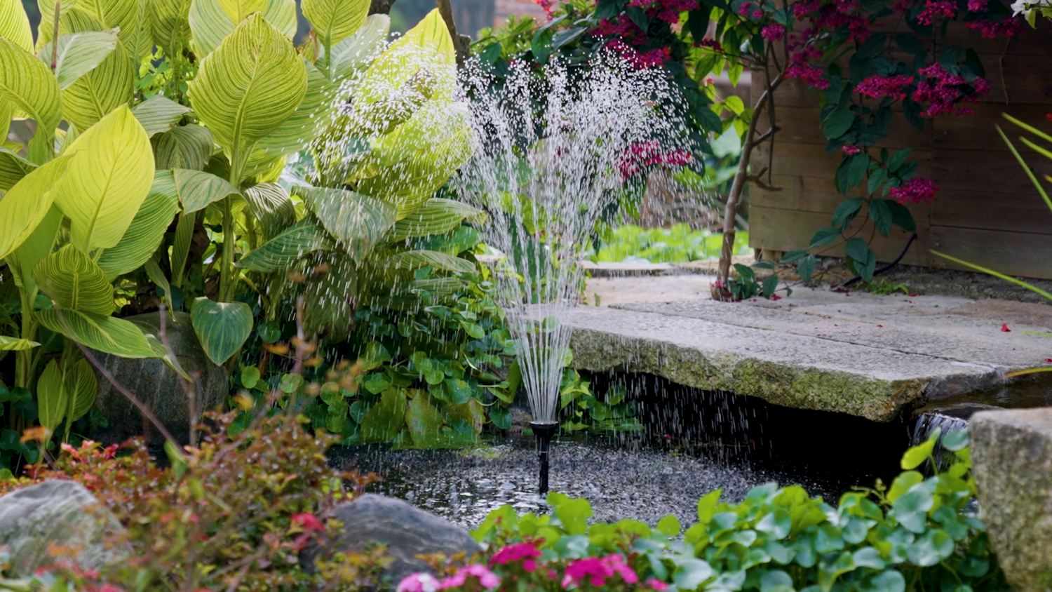 DIY Pond: A Simple Guide to Build Your Backyard Oasis