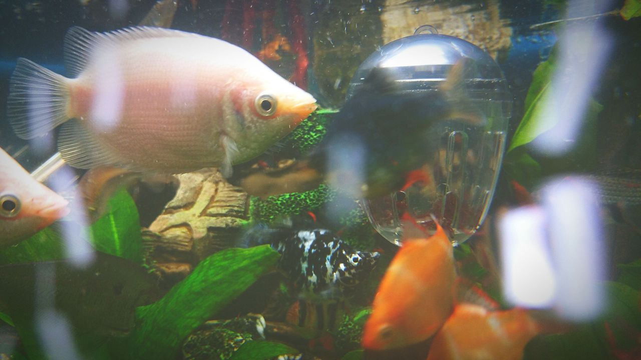 Ammonia and Fish: What You Need to Know to Keep Your Tank Safe