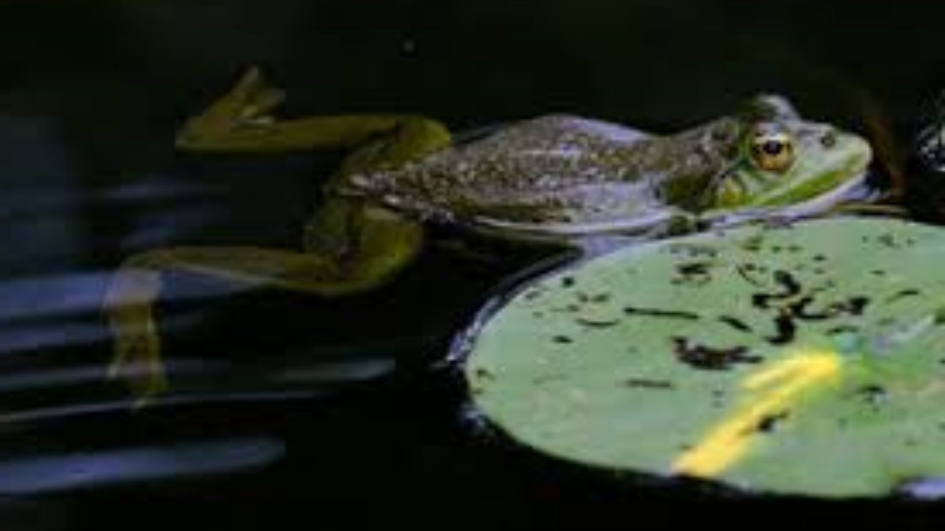 What Pond Water Animal Is a Second Consumer? Understanding the Food Web