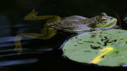 What Pond Water Animal Is a Second Consumer? Understanding the Food Web