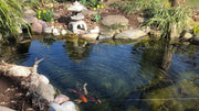Basic Rules of Keeping Koi and Pond Fish