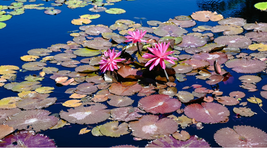 Discover the Beauty and Mysticism of Waterlilies: Hardy and Tropical