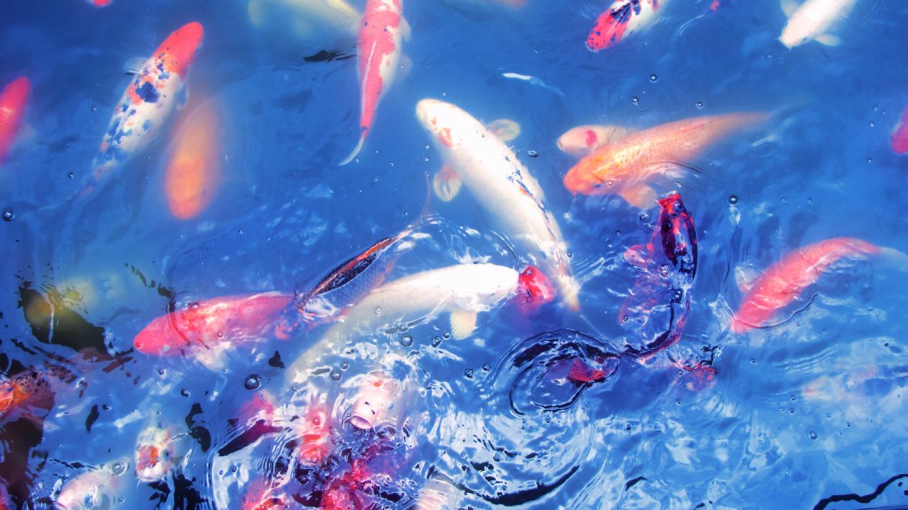 Does pH Fluctuation Only Affect One Fish? Understanding pH in Aquariums