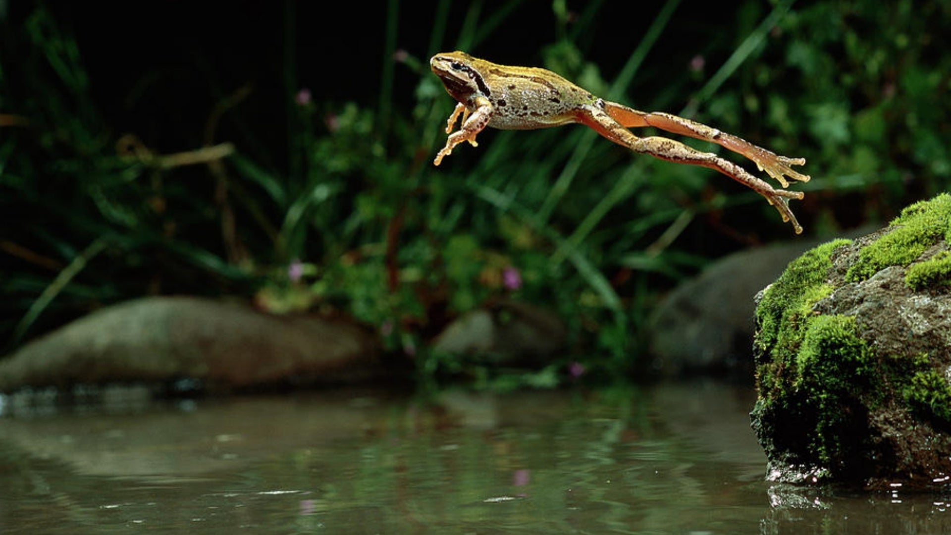 Frog Leaping Into a Pond