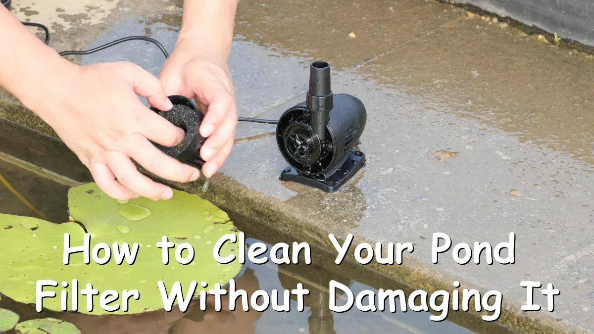 How to Clean Your Pond Filter Without Damaging It