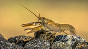 How to Deal with Crayfish in a Pond