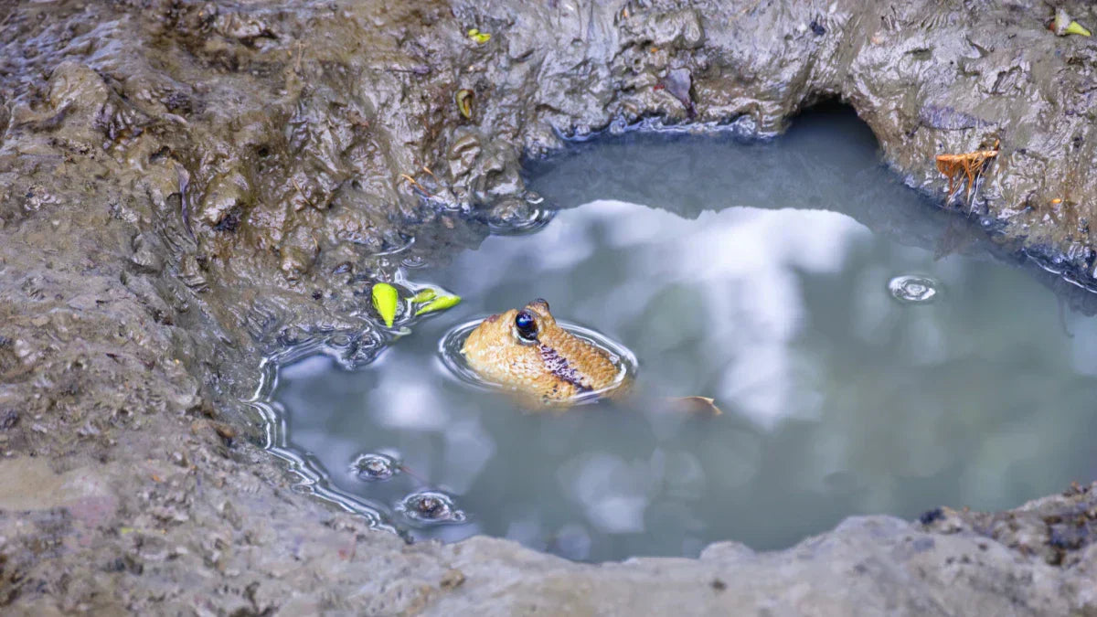 How to Fix a Leaking Pond