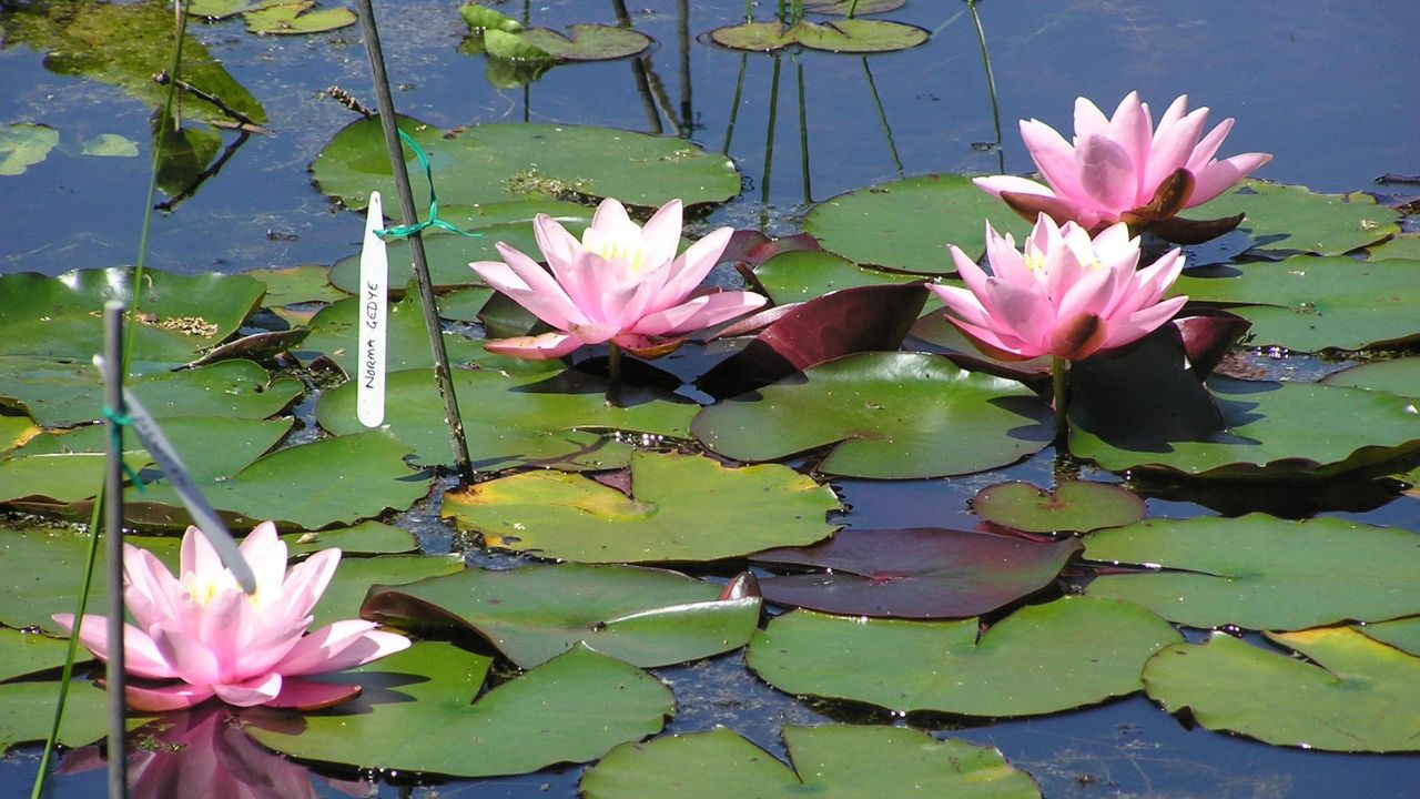 How to Plant Water Lilies and Other Water Plants in Your Pond (Even Deep Ones!)
