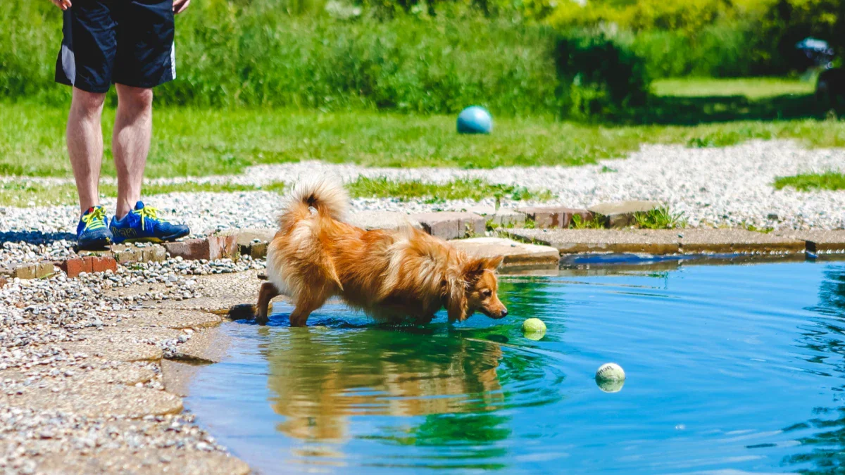 Designing a Pet-Safe Backyard Pond