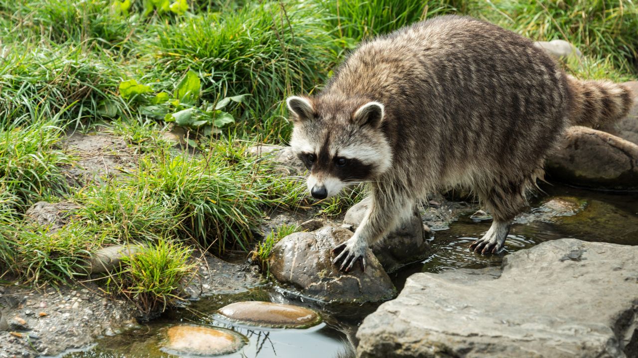 How to Prevent Raccoons from Preying on Pond Fish