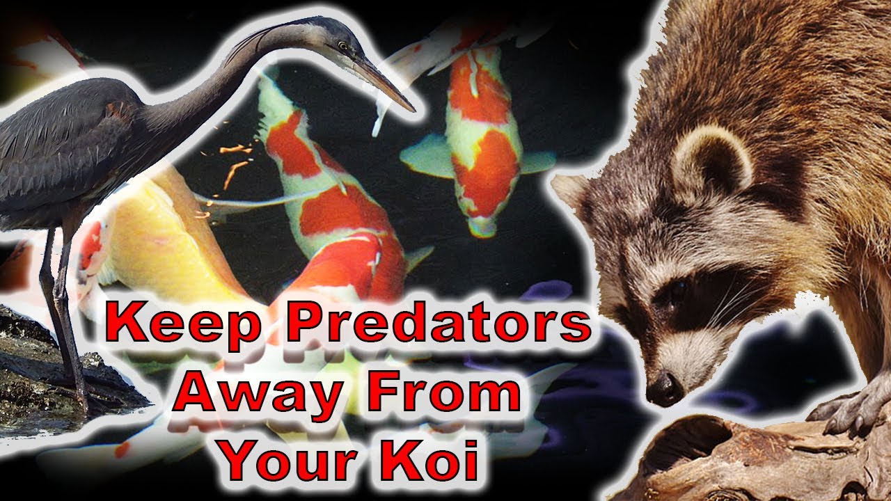 How to Protect Your Koi from Predators: Top Tips for a Safe and Peaceful Pond