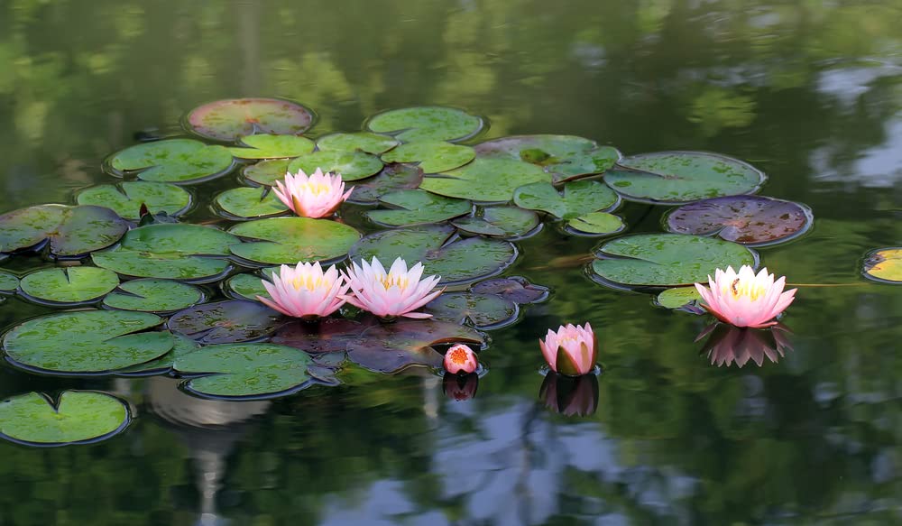 What Do Lotus Flowers Filter from Ponds? Discover Their Eco Benefits