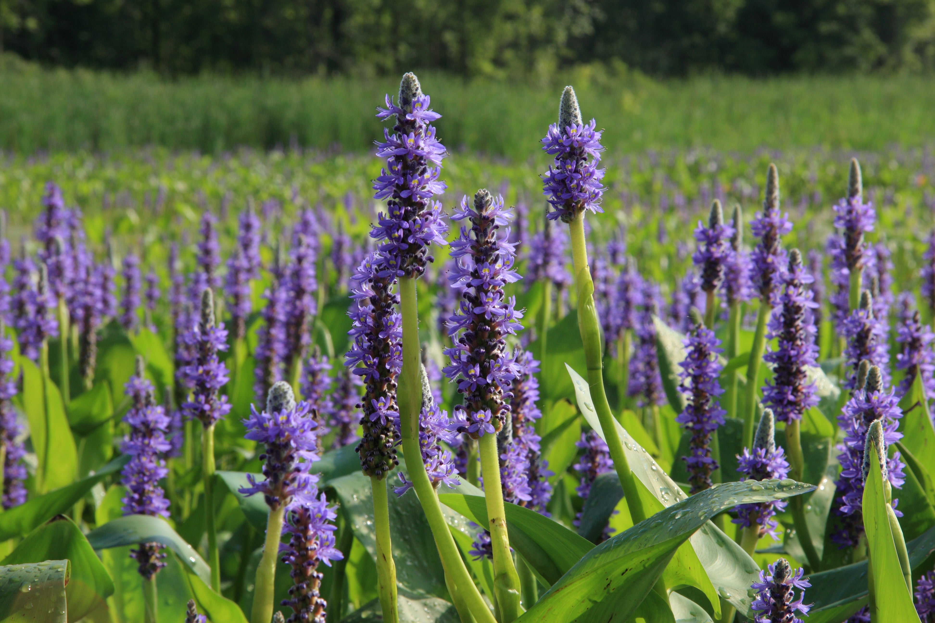 Why You Need Pickerel Weed in Your Water Garden