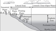 Profundal Zone in a Pond: Exploring Life in the Depths