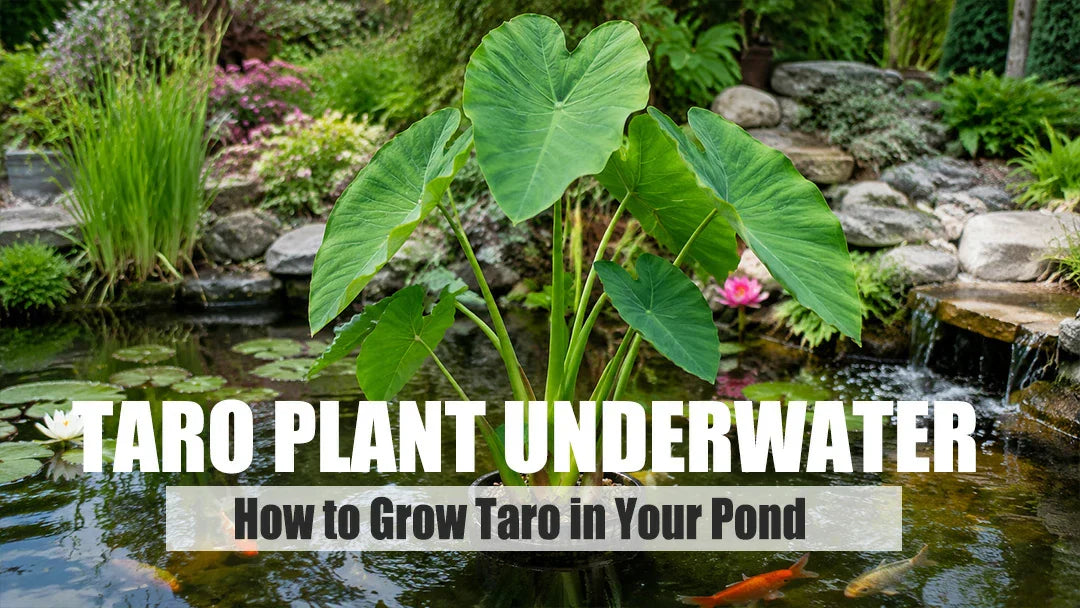Taro Plant Underwater: How to Grow Taro in Your Pond