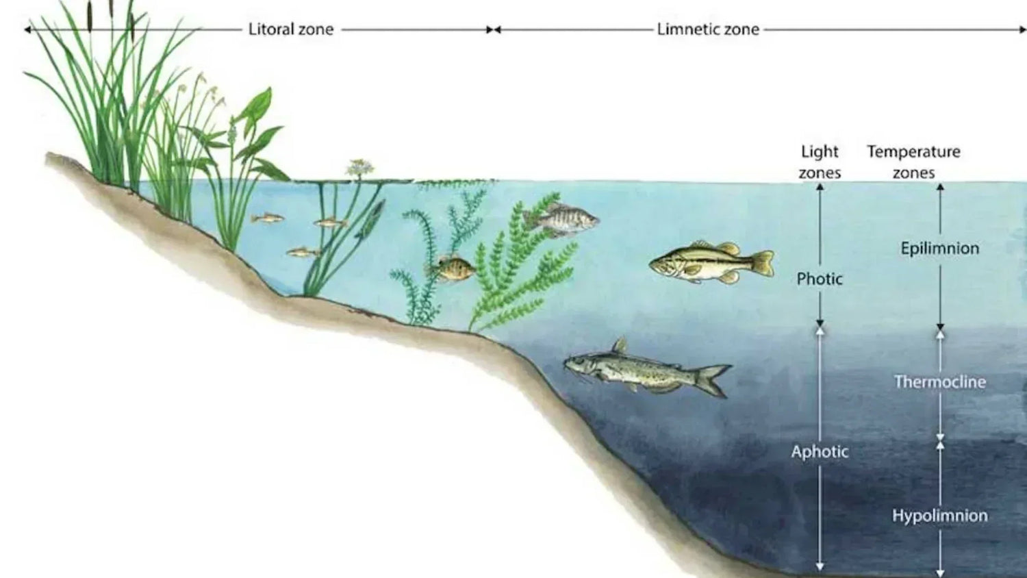 Temperature Zones of a Pond