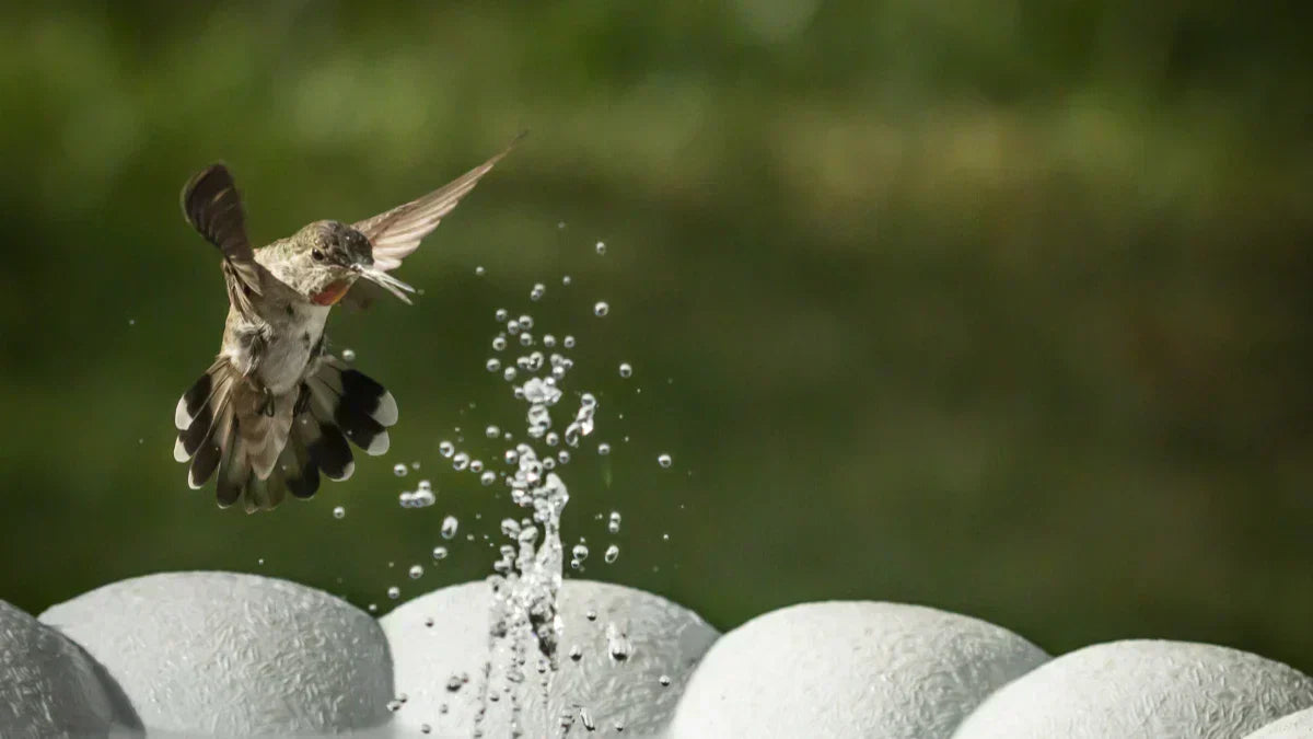 The Best Birdbath Fountains for Urban Balconies