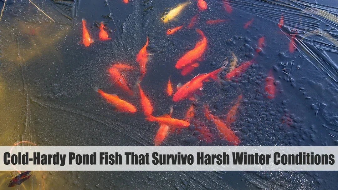 Titelbild Cold Hardy Teichfische dass Survive Harsh Winter Conditions