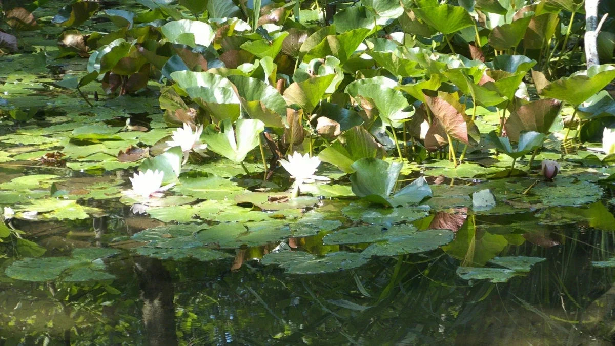 Titelbild Pflanzen in Teichwasser