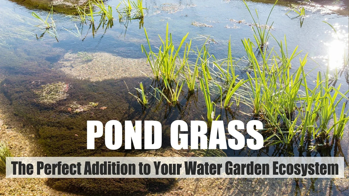 Titelbild Teich grass perfect addition Wasser Garten ecosystem