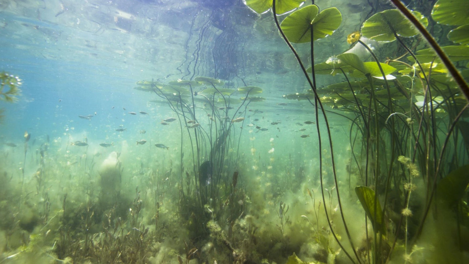 Underwater Pond Plants: A Guide to Boost Your Pond’s Ecosystem