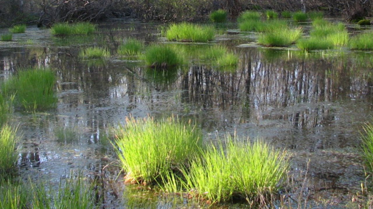 Vernal Pond: Understanding and Creating This Seasonal Ecosystem