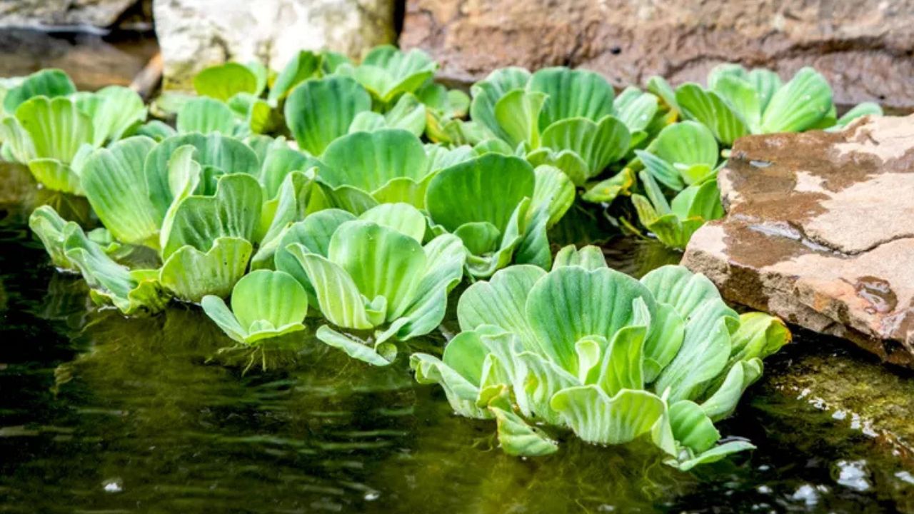 Can Water Lettuce Survive Outdoors During Winter? Care Tips | Poposoap