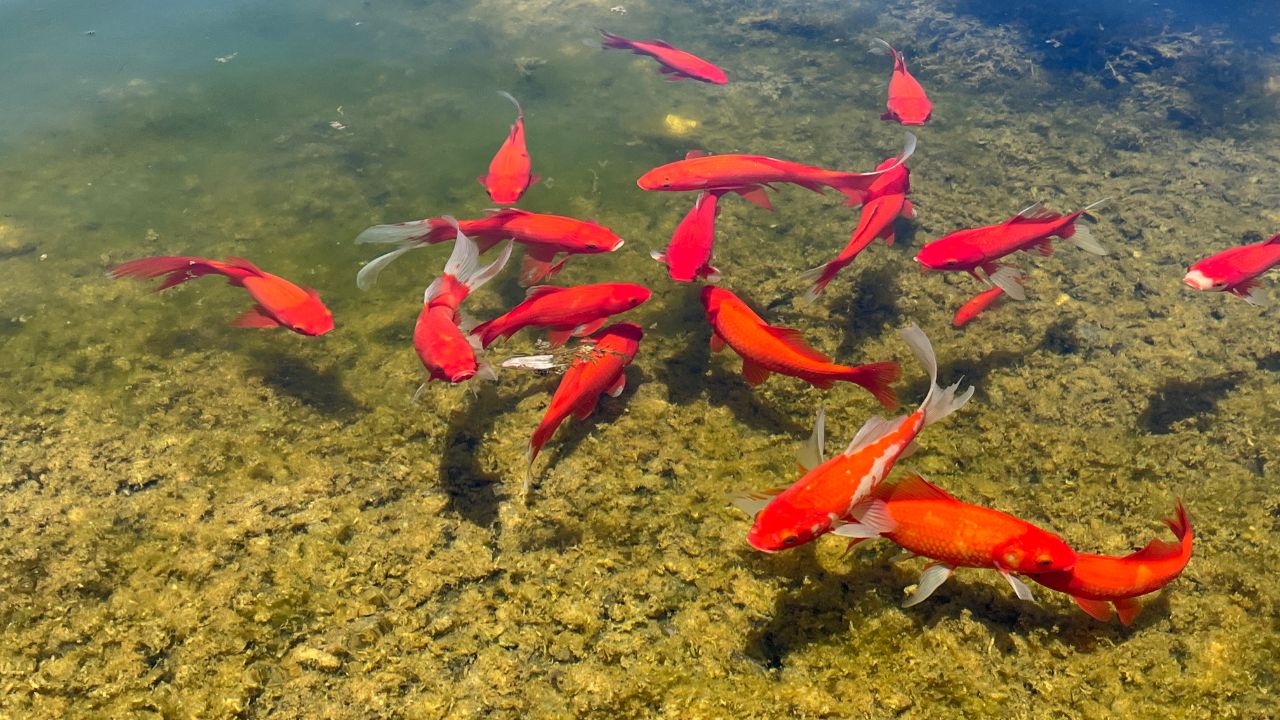 What Kind of Fish Is the Easiest to Keep in a Pond?