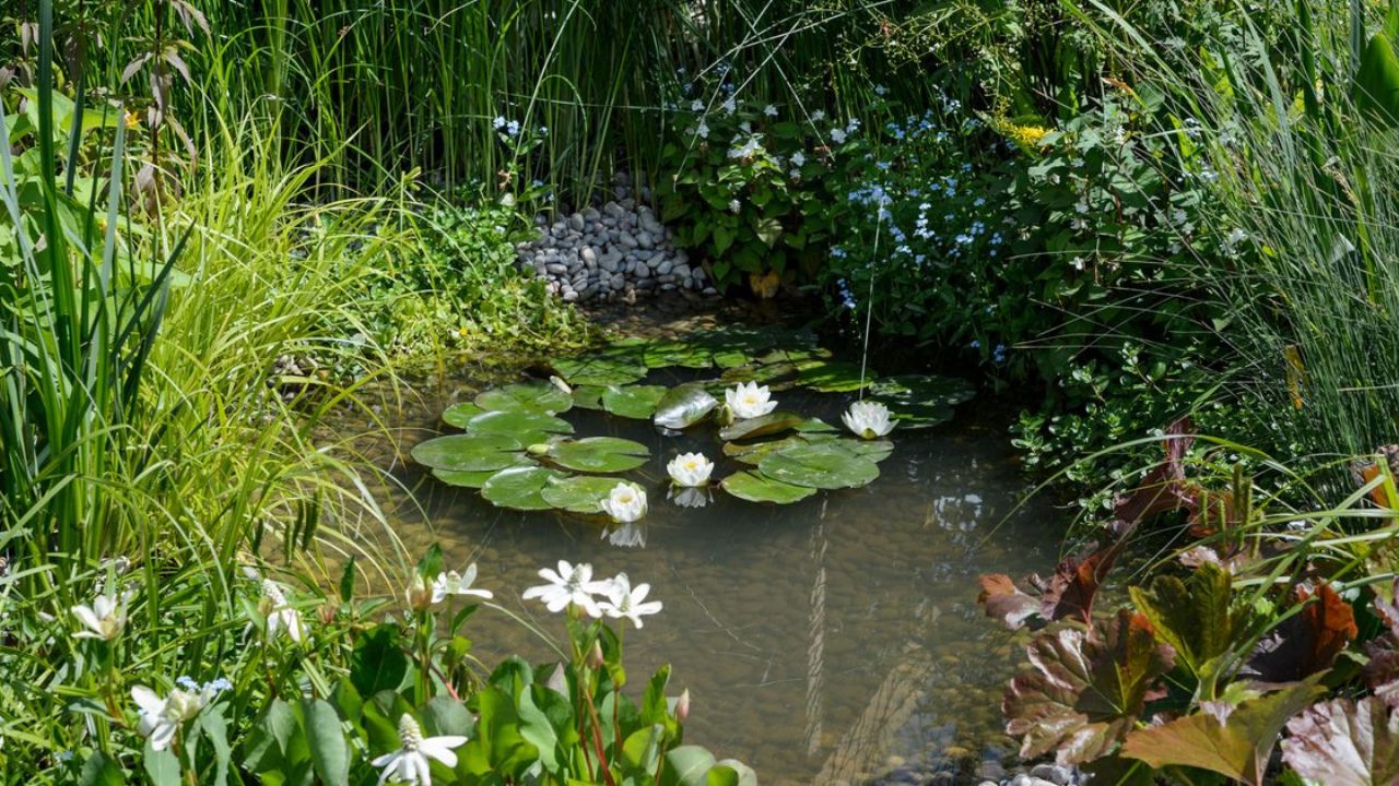 What Plants Live in a Pond? Best Choices for a Thriving Ecosystem