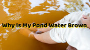 Why Is My Pond Water Brown