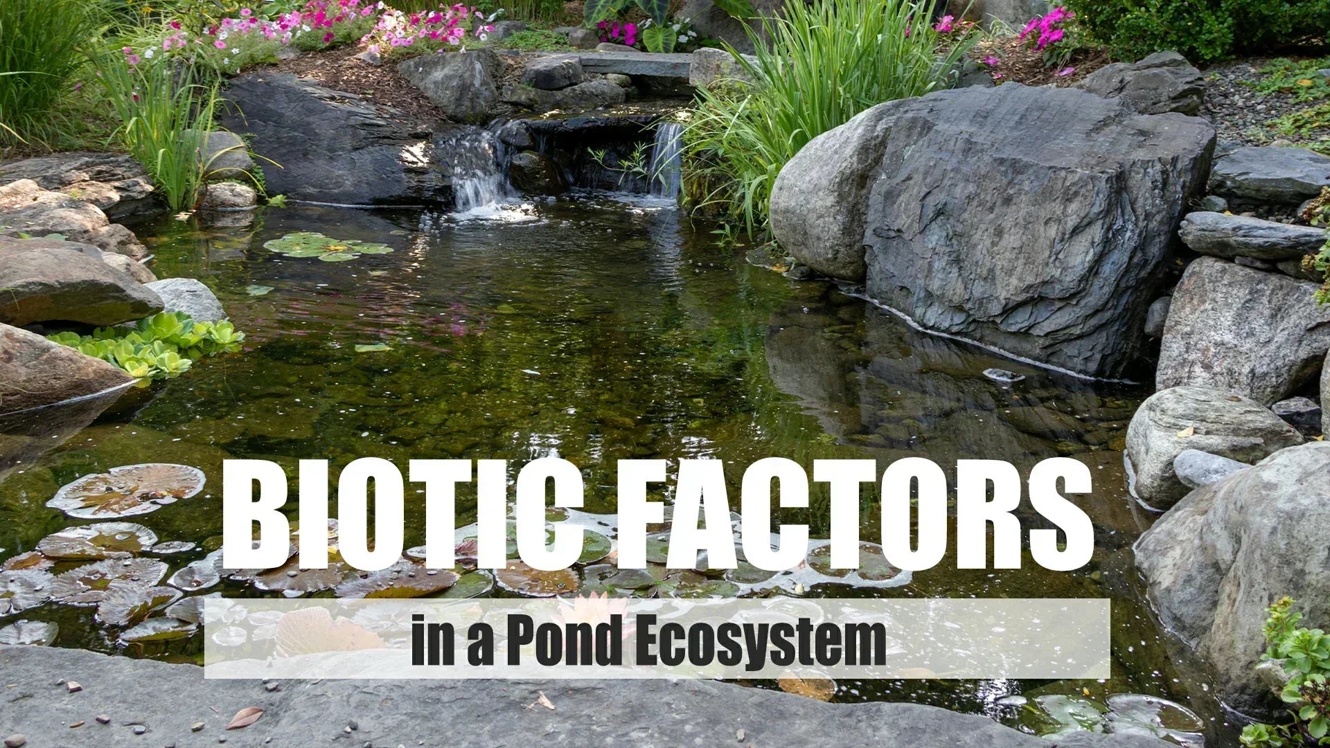 biotic factors in a pond ecosystem