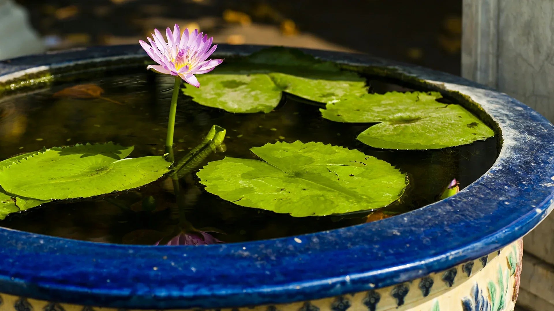 building a pond without digging