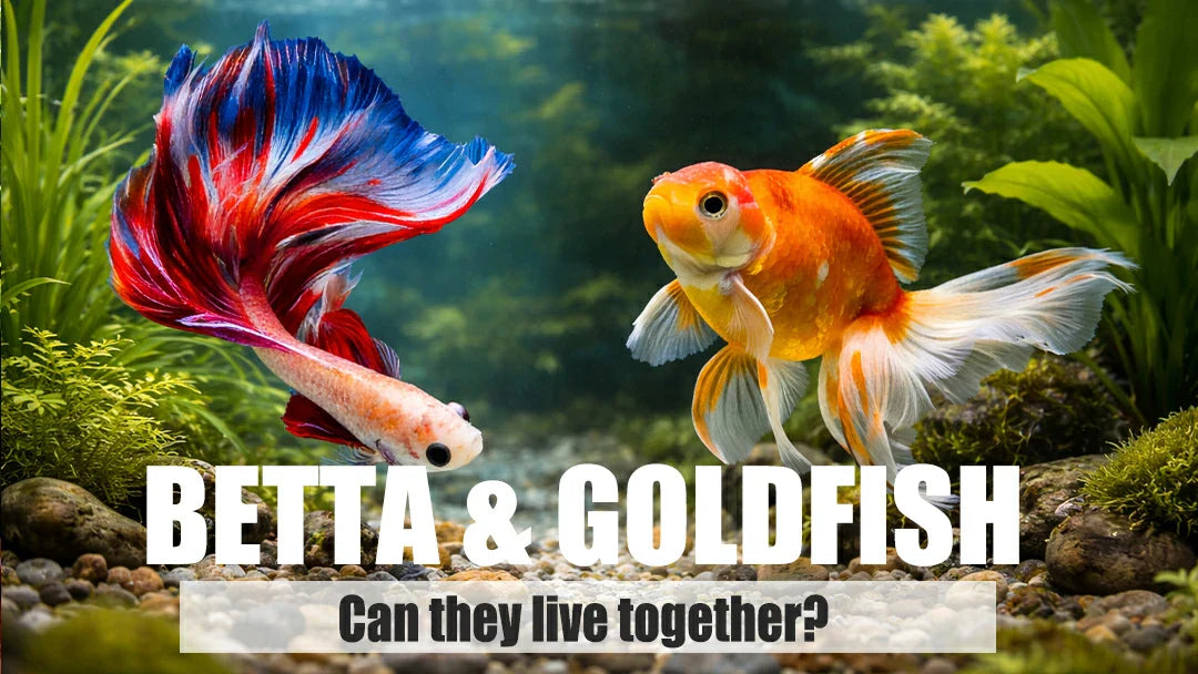 can a betta fish live with goldfish