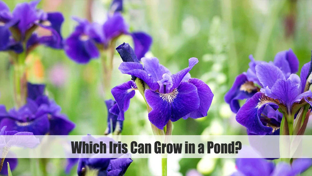 can you put any iris in a pond