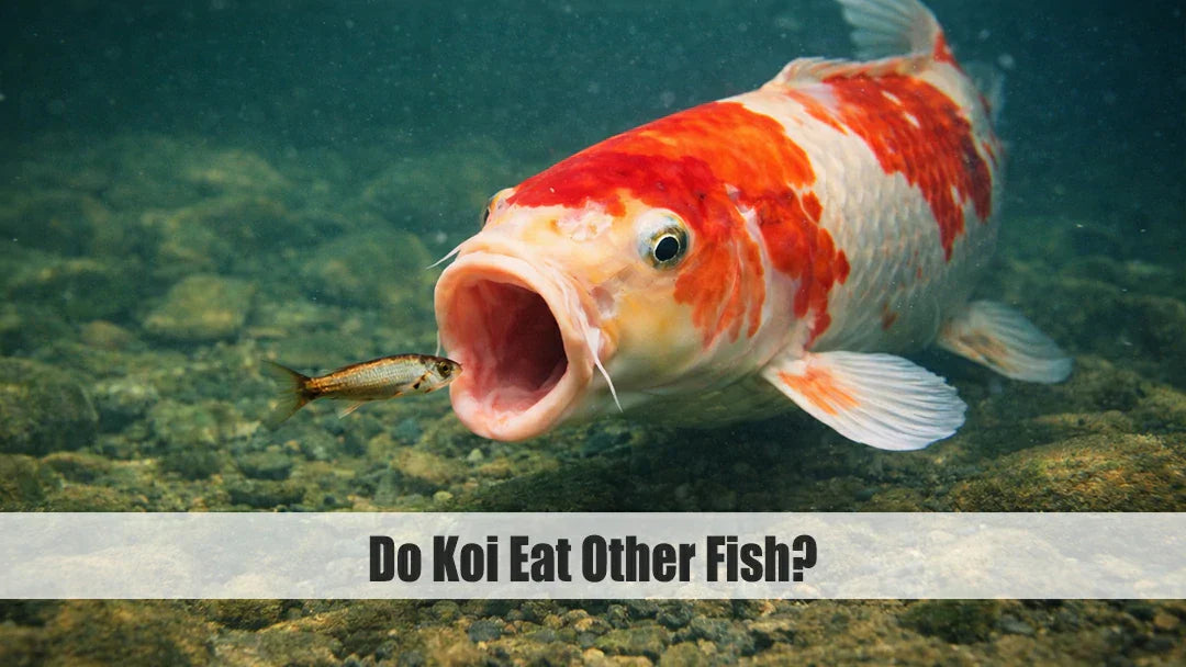 do koi eat other fish