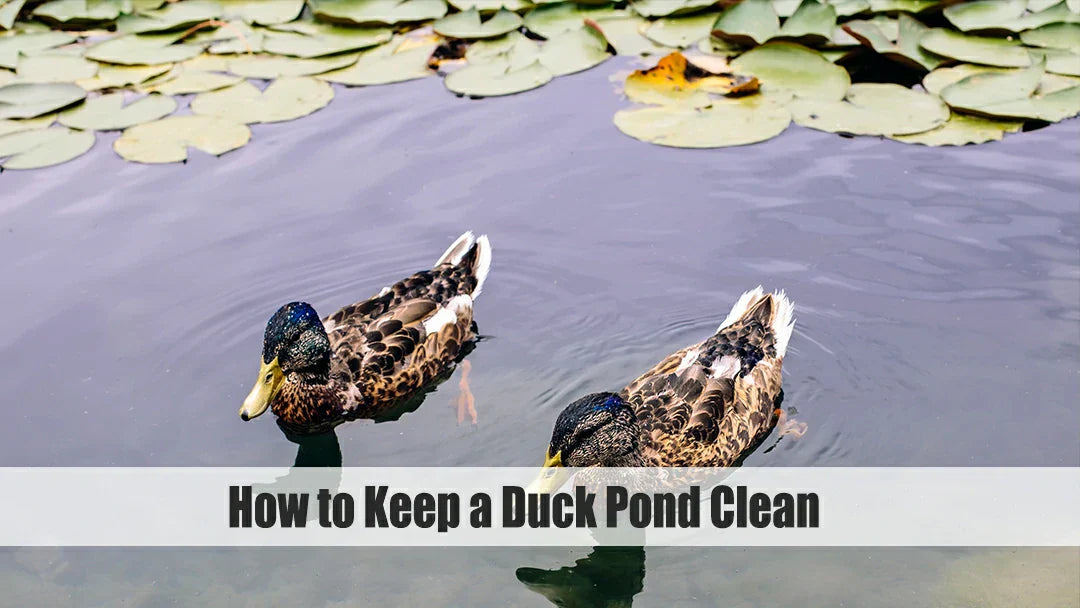 how to keep a duck pond clean
