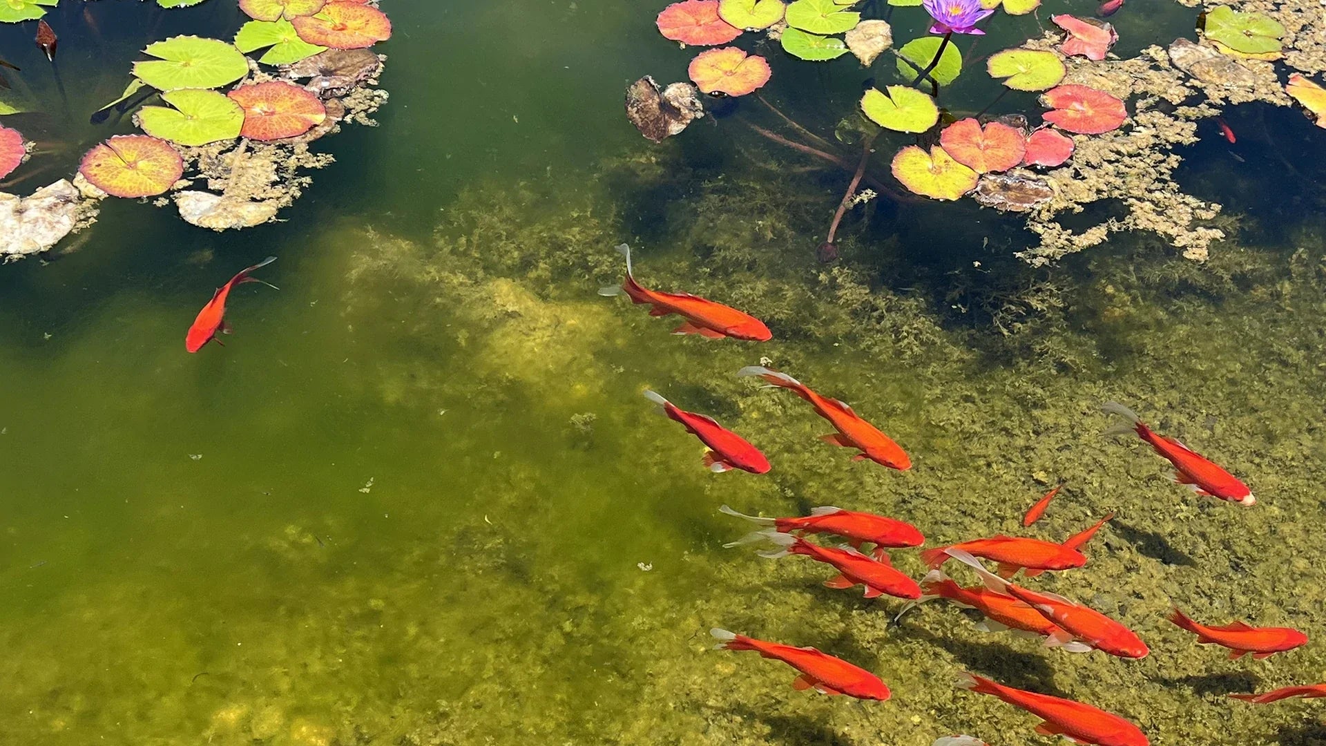 keep goldfish in a small backyard pond