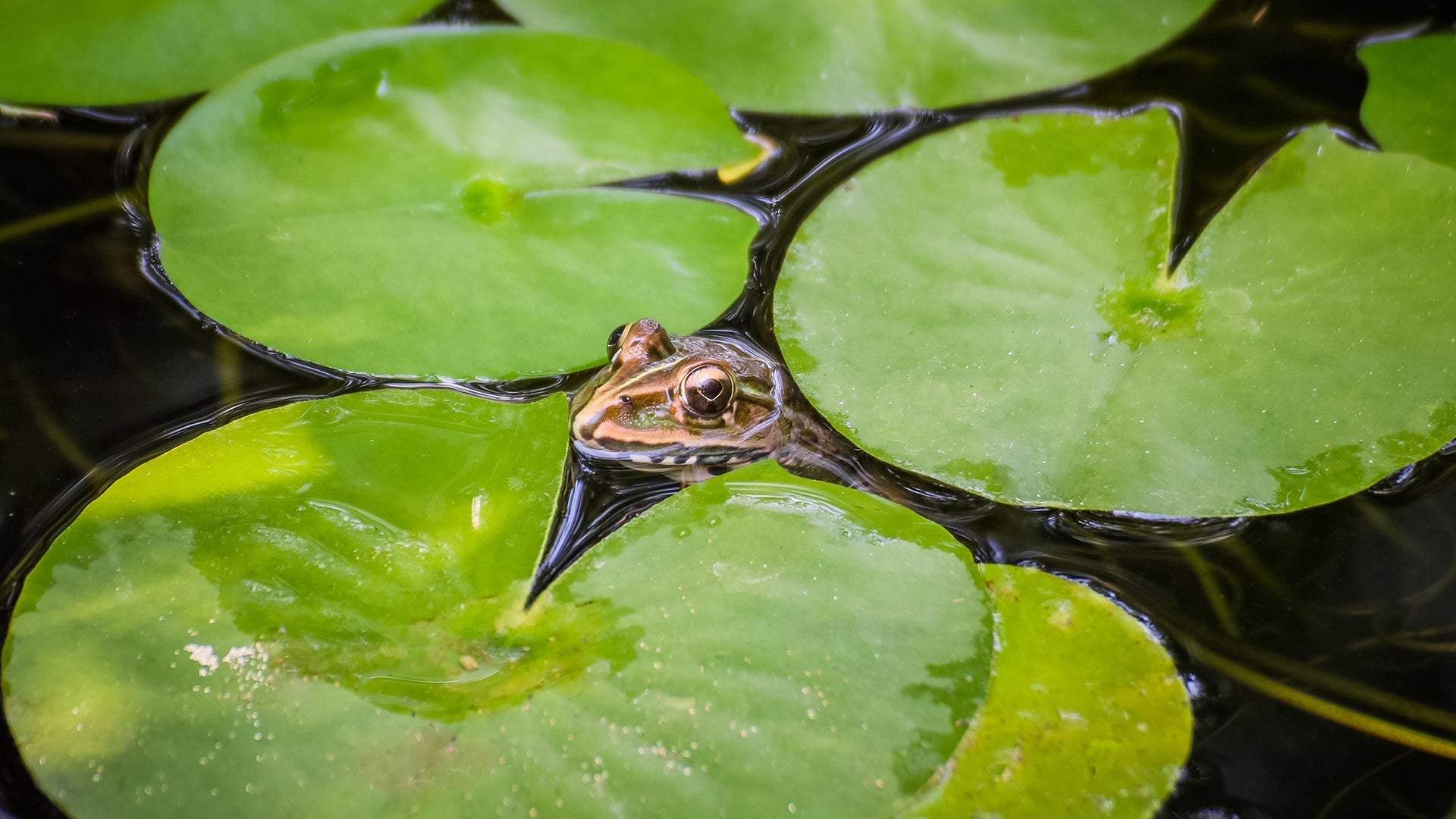pond for fish or frogs