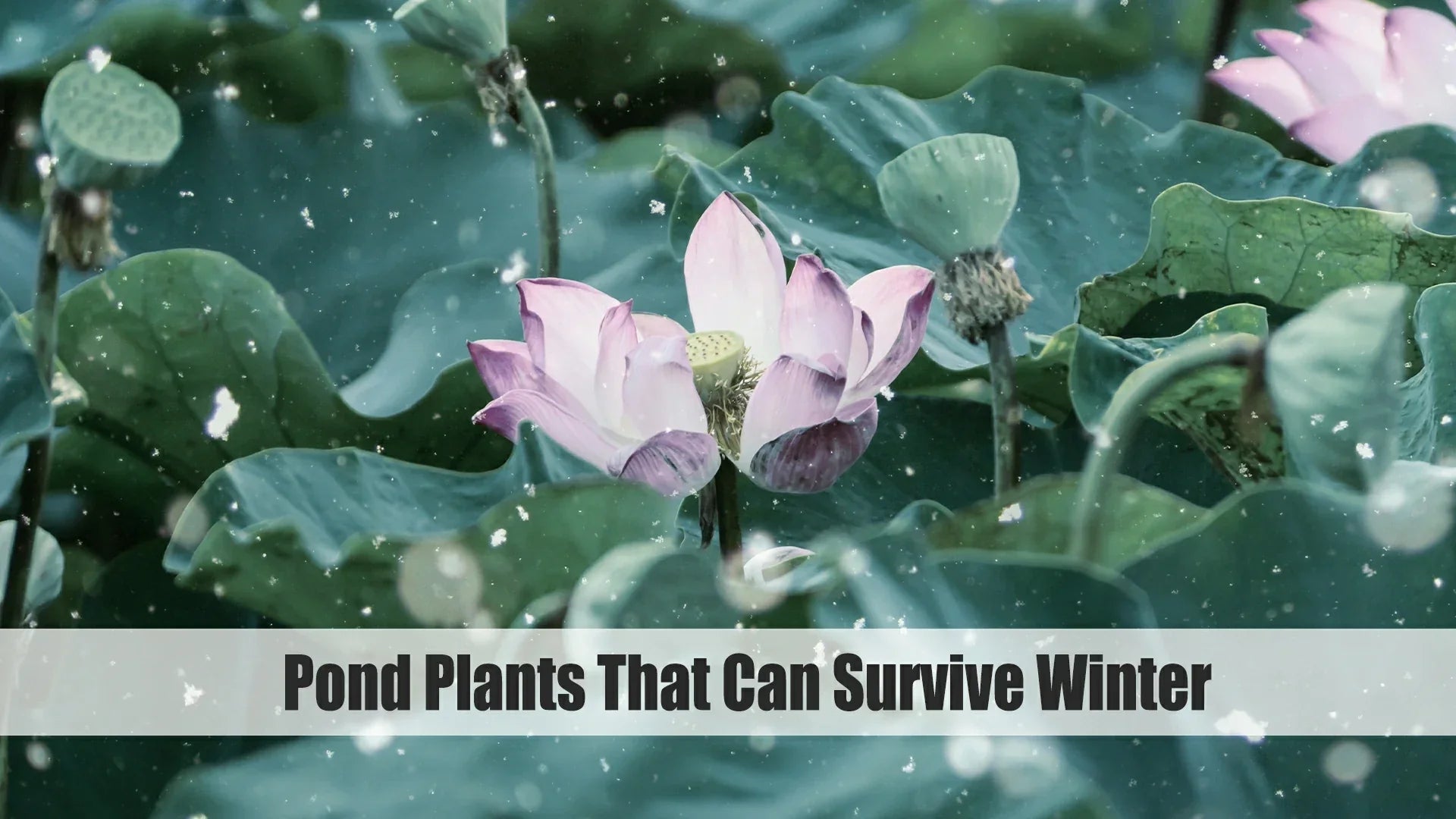 pond plants that can survive winter