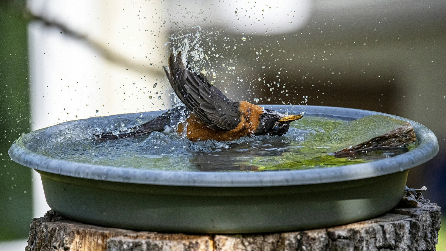 Birds Love Bubbling Water