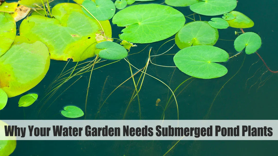 water garden needs submerged pond plants