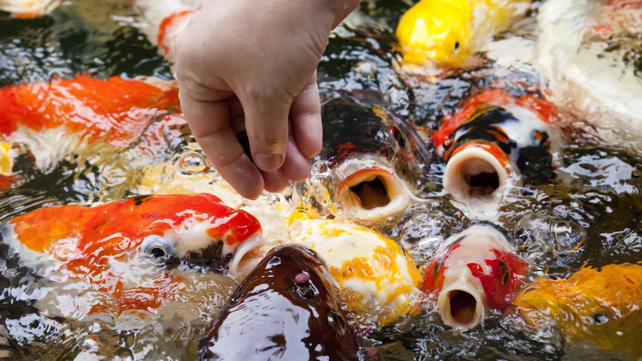 what do fish eat in a natural pond