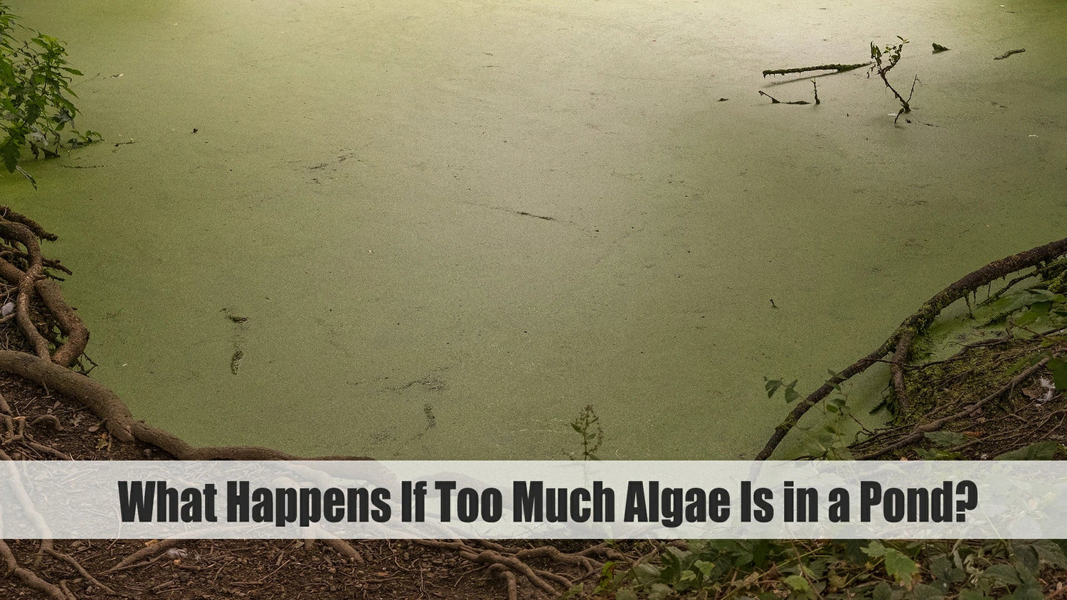 what happens if too much algae Is in a pond