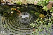 Wildlife Pond