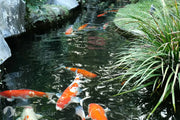 KOI Pond