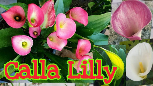 A Favourite Pond Plant: Calla Lily