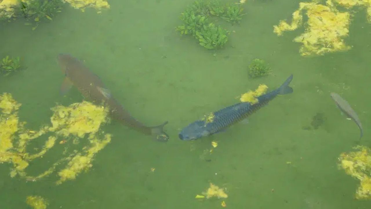 Common Pond Problems and Solutions: A Complete Maintenance Guide