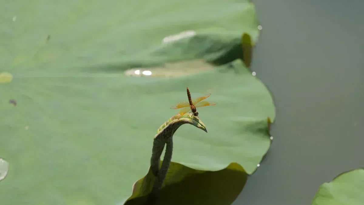 Creating a Dragonfly Paradise