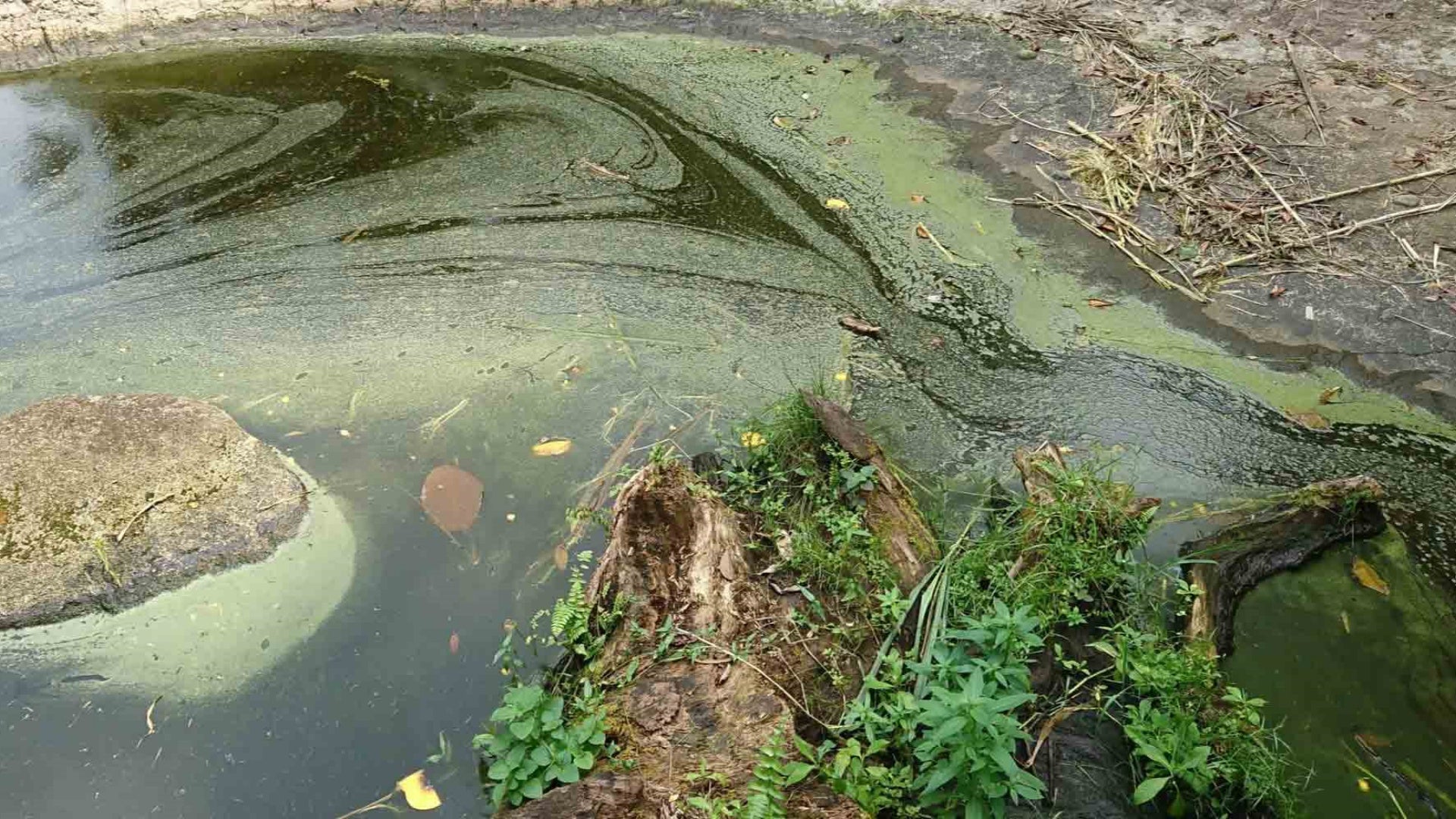 Effects of Fertilizer on Freshwater Ponds