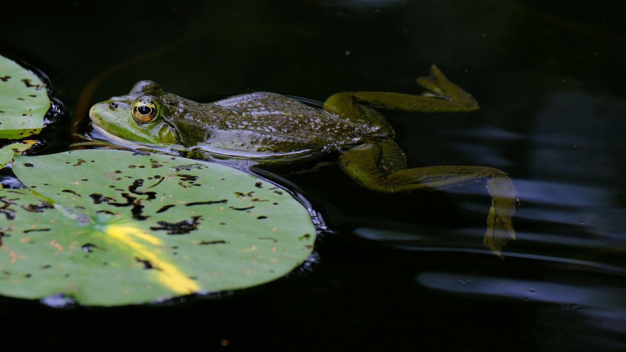 Is a Pond Frog a Decomposer? Exploring the Pond Food Web